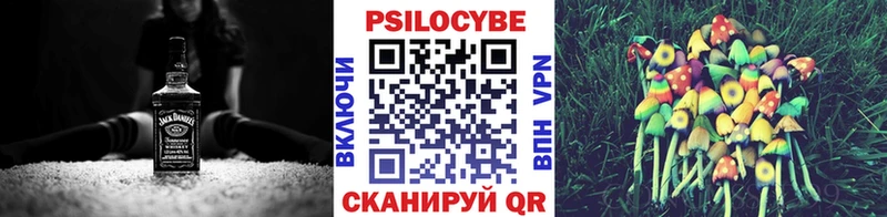 как найти   Багратионовск  Псилоцибиновые грибы мицелий 